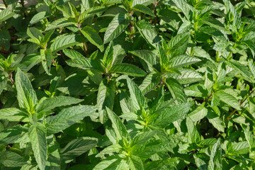 Green mint growing in the garden on a sunny day. Ecology natural creative concept.