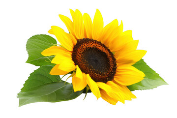 Obraz premium Vibrant Yellow Sunflower with Green Leaves