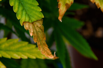 Top view of a cannabis plant with issues of leaf wilting and burning. Leaves appear dry and have brown burnt spots scattered throughout, indicating the plant's deteriorating health.