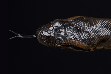 A portrait of a Green Anaconda showing its forked tongue
