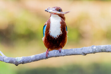 The White-throated Kingfisher on a branch in nature of Thailand