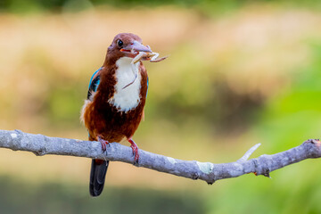 The White-throated Kingfisher on a branch in nature of Thailand