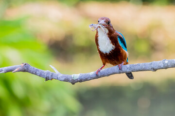 The White-throated Kingfisher on a branch in nature of Thailand