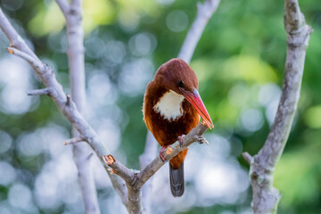 The White-throated Kingfisher on a branch in nature of Thailand