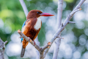 The White-throated Kingfisher on a branch in nature of Thailand
