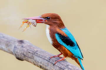 The White-throated Kingfisher on a branch in nature of Thailand