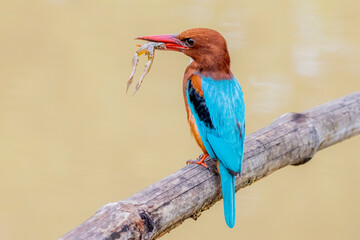 The White-throated Kingfisher on a branch in nature of Thailand