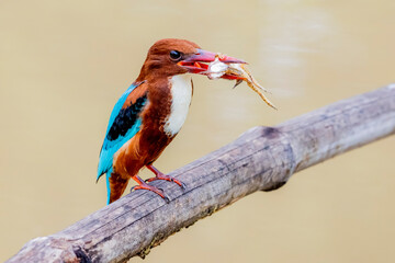 The White-throated Kingfisher on a branch in nature of Thailand