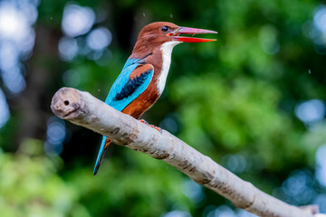 The White-throated Kingfisher on a branch in nature of Thailand