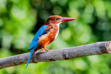 The White-throated Kingfisher on a branch in nature of Thailand