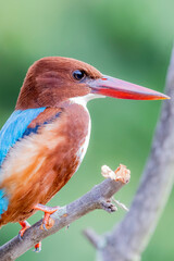 The White-throated Kingfisher on a branch in nature of Thailand