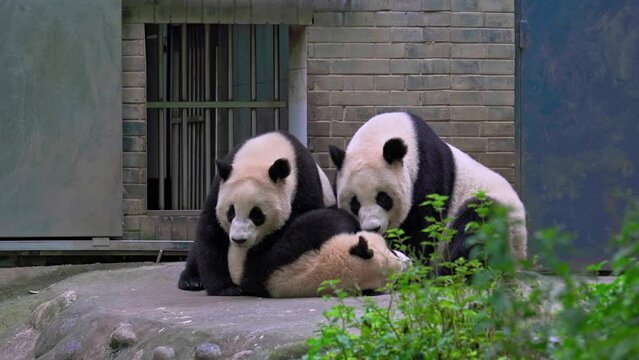 Giant pandas being playful with each other, Dujiangyan Panda Base, Sichuan, China.