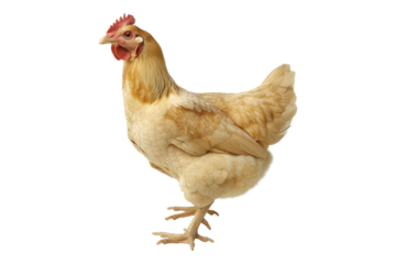 Chicken isolated on transparent background