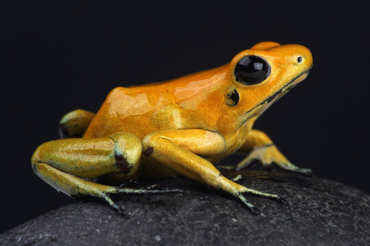 A Golden Poison Dart Frog on a rock
