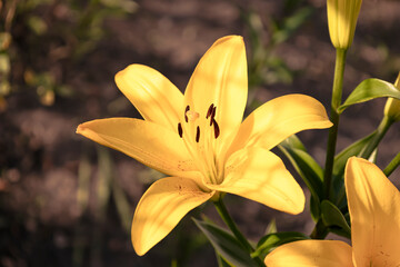 Yellow Lily flower in the garden.