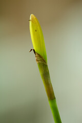 Yellow flower buds of the Asian lotus