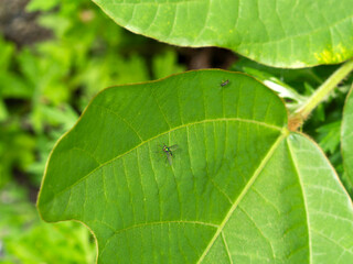 河川敷の葉に乗るアシナガキンバエ
