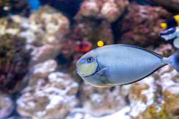 Bright and colorful sea fish. Fish.