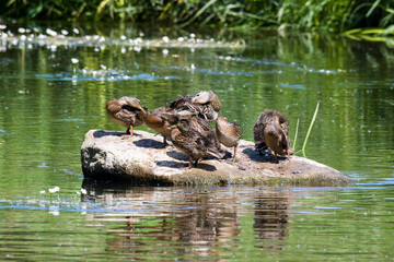 Stockenten Familie im Frühjahr in der Spree	