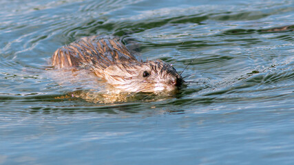 hippopotamus swimming in water