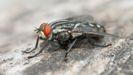 close up of fly