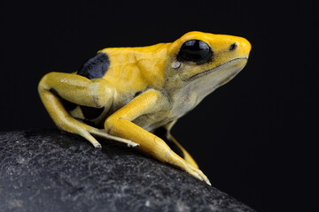 A Dyeing Dart Frog on a rock
