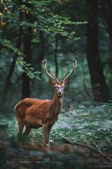 Fototapeta premium A wild deer standing in a forest clearing, with a softly blurred background of dense trees and foliage 