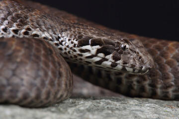 Portrait of a Death Adder on a rock
