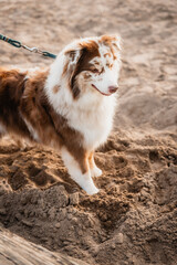 Portr&auml;t eines sch&ouml;nen australischen Hirtenhundes im Freien.Australian Shepherd playing in the sand