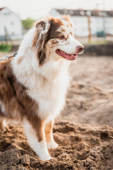 Porträt eines schönen australischen Hirtenhundes im Freien.Australian Shepherd playing in the sand