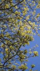 Fresh foliage on maple tree branches budding in spring
