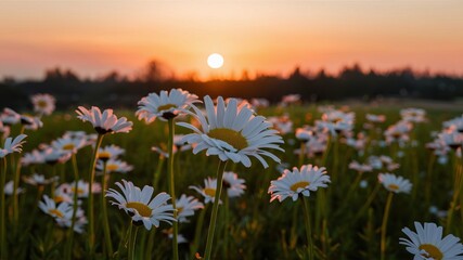 Fototapeta premium daisies during sunset