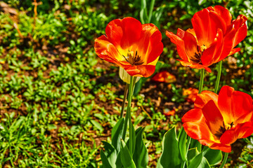 Blooming red tender tulips.Sunny green meadow.Positive emotions