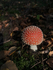 Mushroom fly agaric, manita muscaria growing in forest with fallen autumn leaves