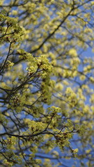 Fresh foliage on maple tree branches budding in spring