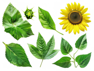 Green Sunflower Leaves in Various Shapes
