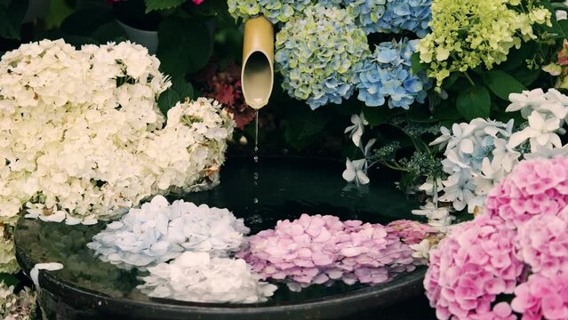Beautiful view of many blue hydrangea flowers blooming under the water on June, Nature or outdoor, Nobody
