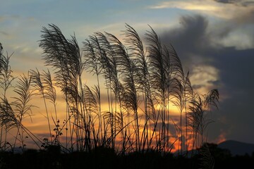 Evening grass before sunset, golden sky