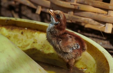 brown chicks Standing and drinking water