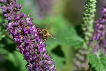 Biene auf blühendem Gamander
