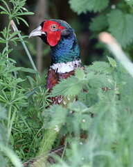 Pheasant (Phasianus colchicus).  A close up image of an adult male pheasant hiding in undergrowth in Northern England.