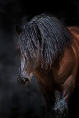 Bay horse with long mane © kwadrat70