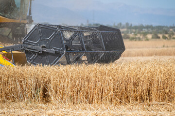 The combine harvester is harvesting in the wheat field, the combine harvester is working in the...