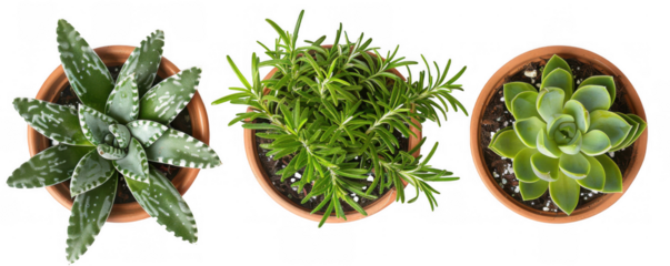 Top View of Potted Plants