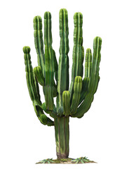 Tall Green Columnar Cactus