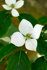 White blooming dogwoods outdoors in springtime close up