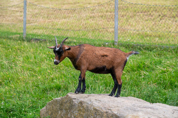 little brown goat standing on a rock