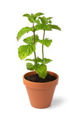 Potted grapefruit mint plant on white background close up