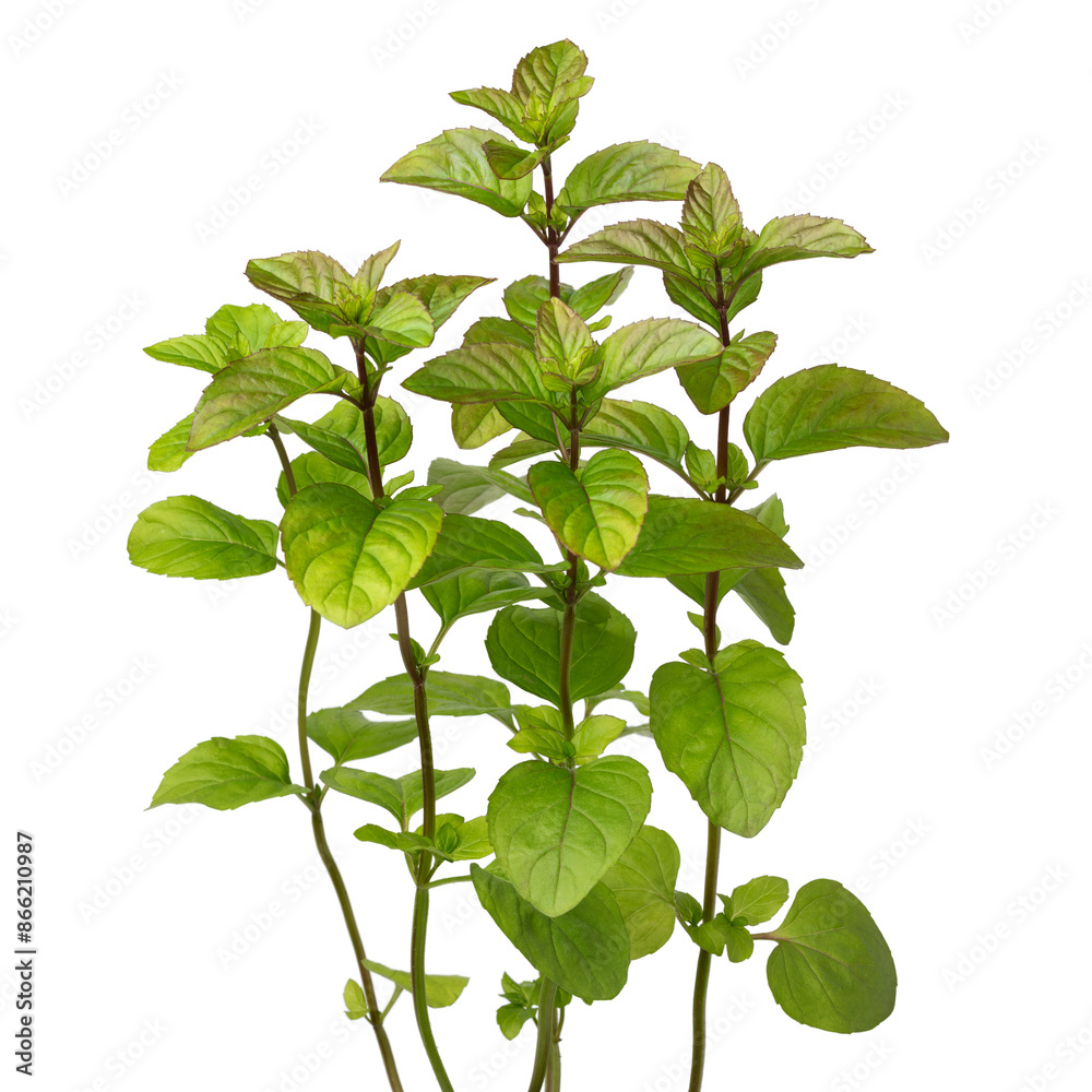 Wall mural twigs of fresh orange mint plant on white background close up