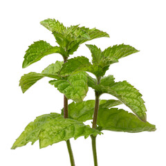Twigs and leaves of fresh green grapefruit mint plant on white background close up